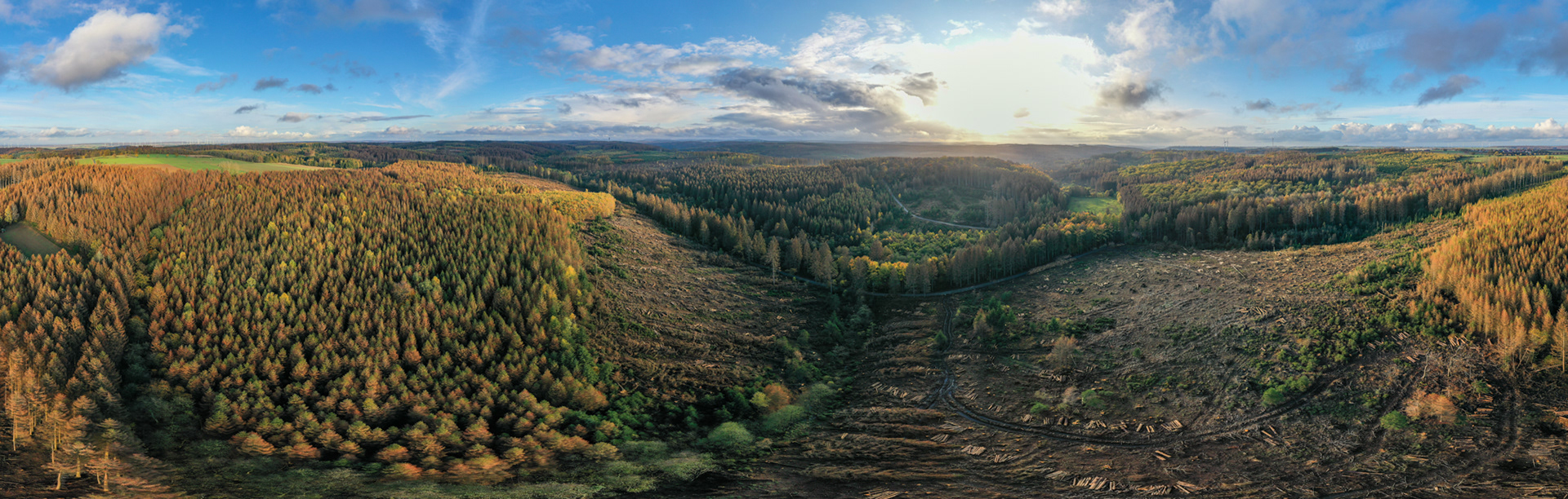 Im Jahr des Borkenkäfers verschwinden große Teile des Fichtenwaldes