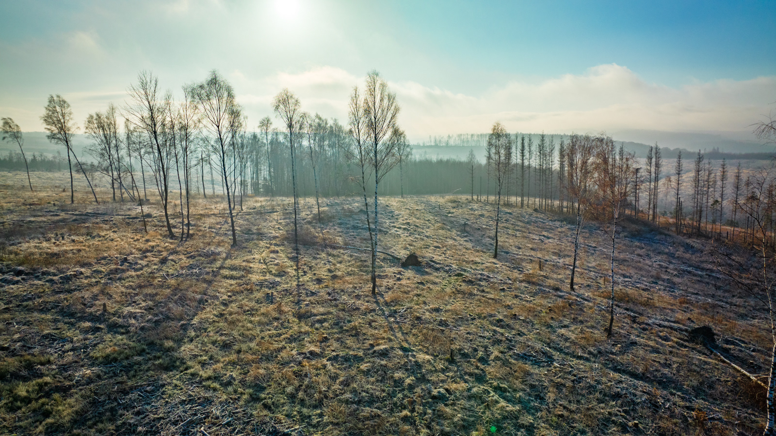 Im Kneblinghauser Forst - Dezember 2021
