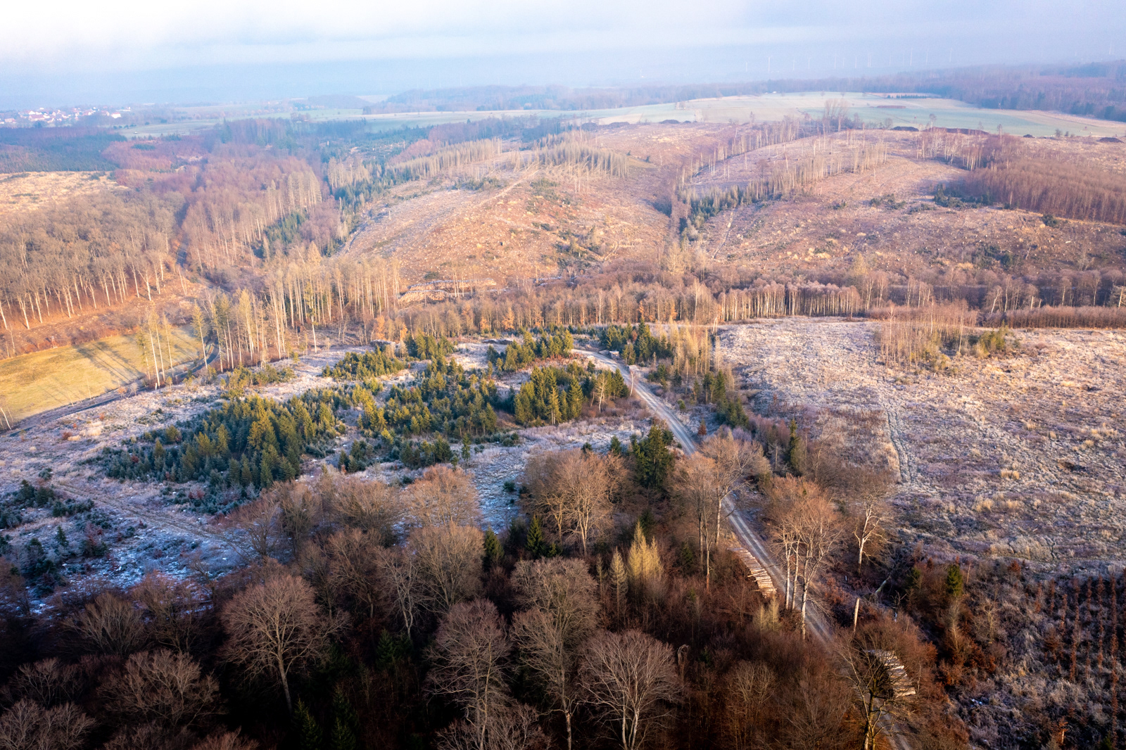 Im Kneblinghauser Forst - Dezember 2021