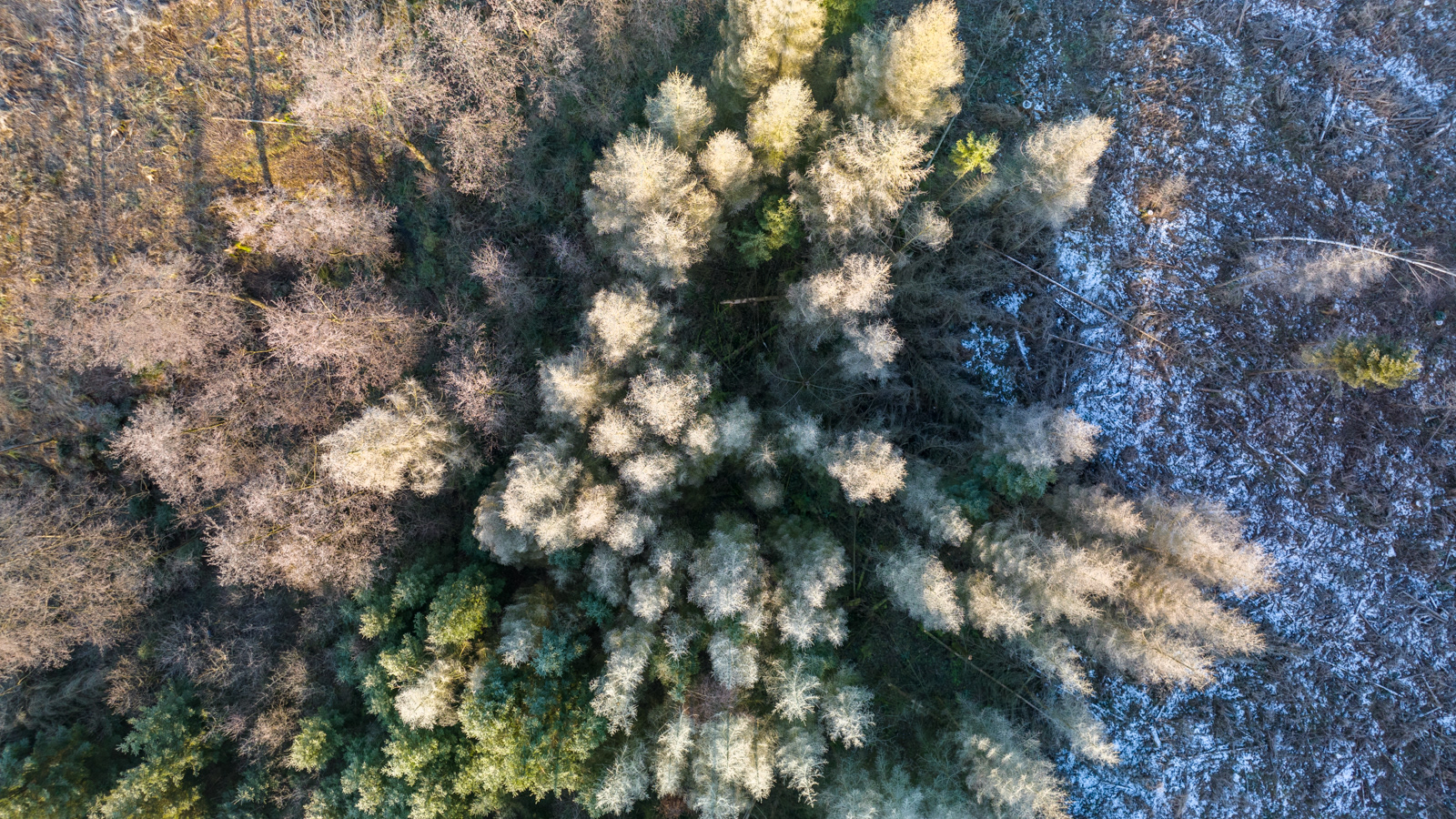 Im Kneblinghauser Forst - Dezember 2021