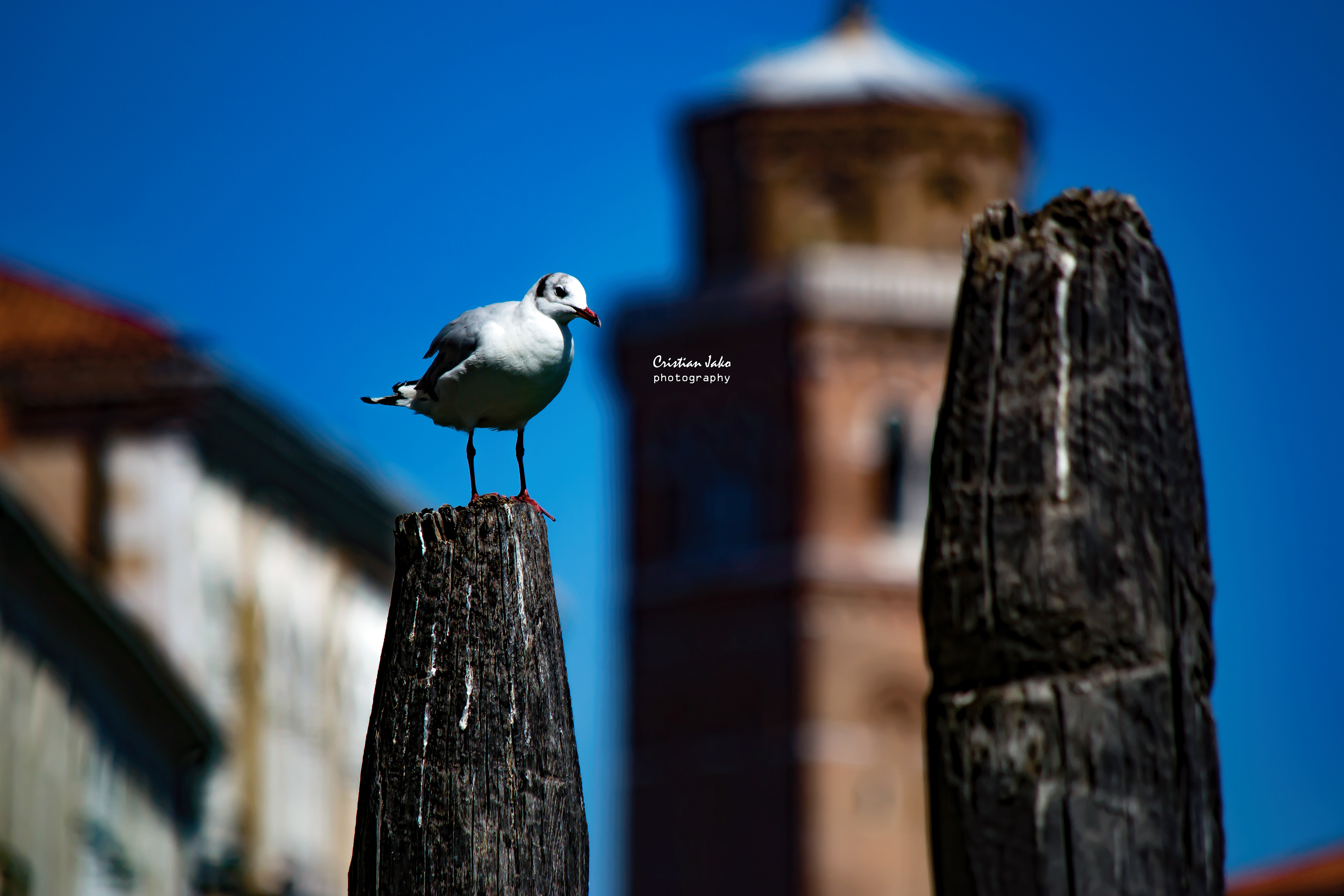 VENECIA