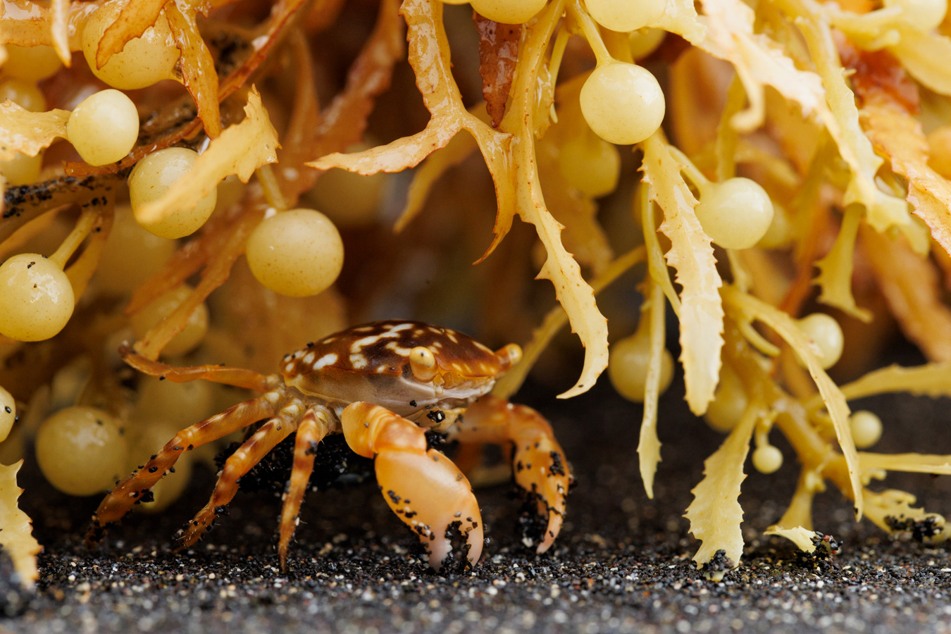 The crab Planes minutus and their dispersal vector, a Sargassum