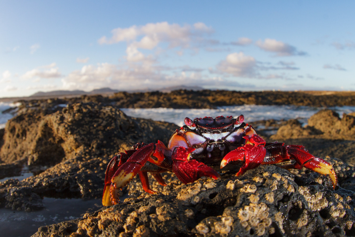 The colored crab Grapsus adscensionis is common in tide pools along all the Canarian coasts