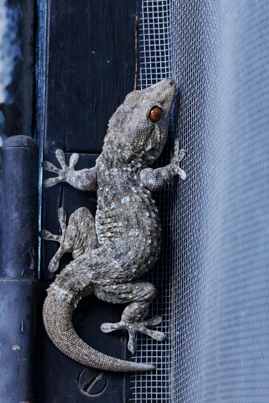 The endemic Gomera Wall Gecko (Tarentola gomerensis), on a house window