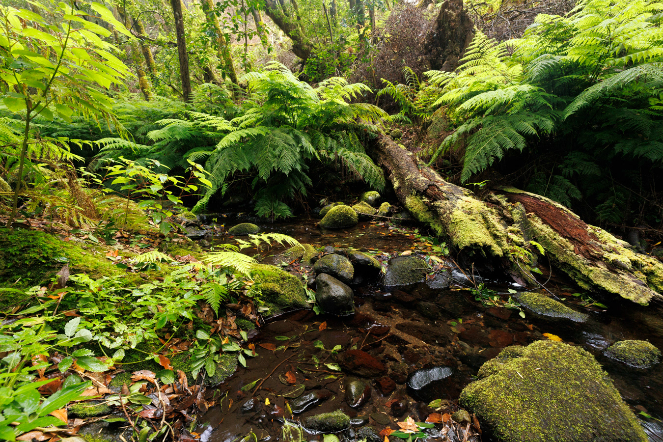 Small creeks run within the inner portion of laurisilva. El Cedro, La Gomera