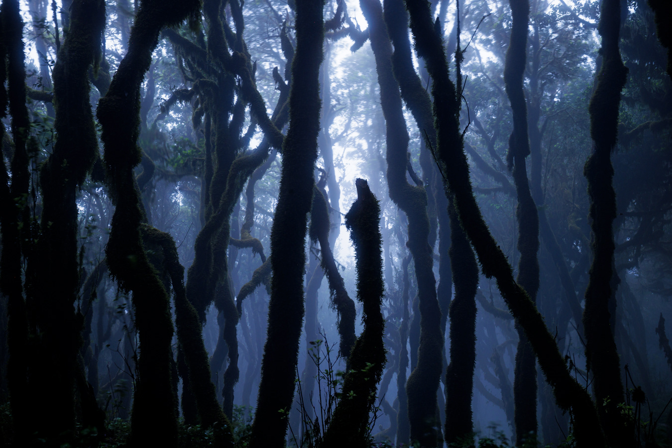 Laurisilva at Raso de La Bruma, La Gomera