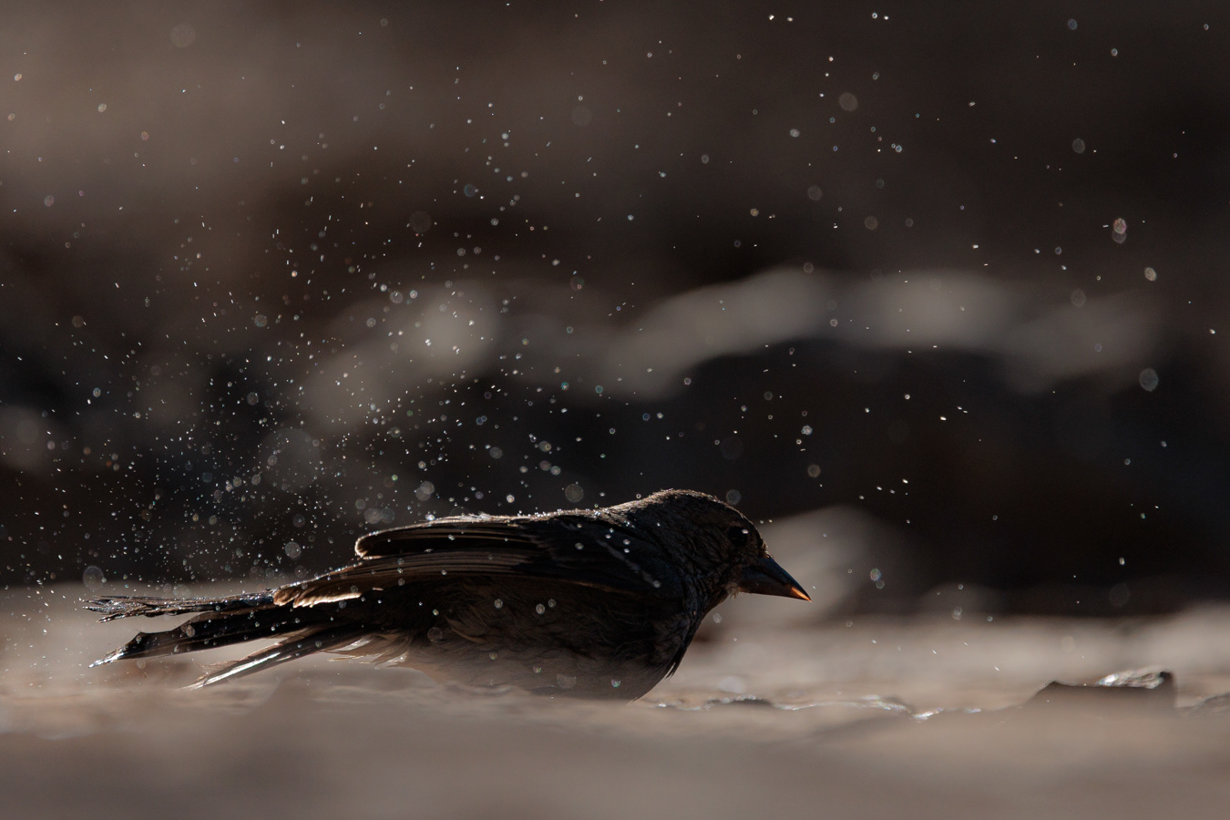Water pools are like magnets for a blue chaffinch (Fringilla teydea, here a female)