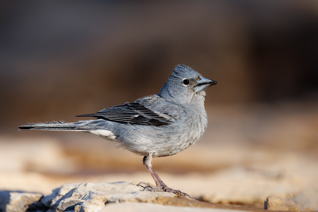 A male blue chaffinch (Fringilla teydea) on a pic-nic area within the pine forest in Tenerife 