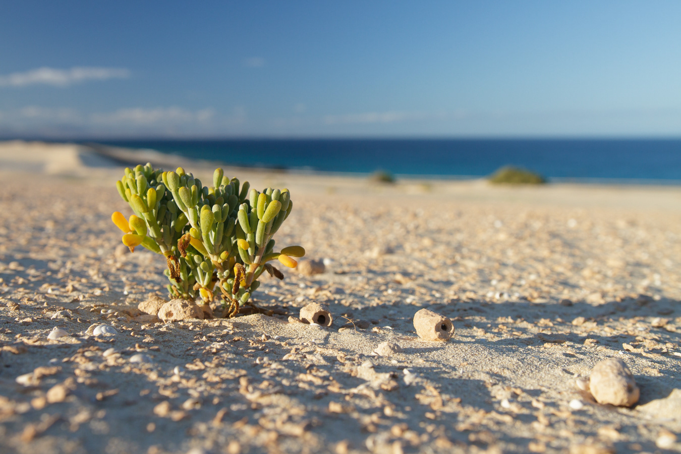 Fossilized nests of Antophora bees and a Zygophyllum plant on a Fuerteventura sandy dune