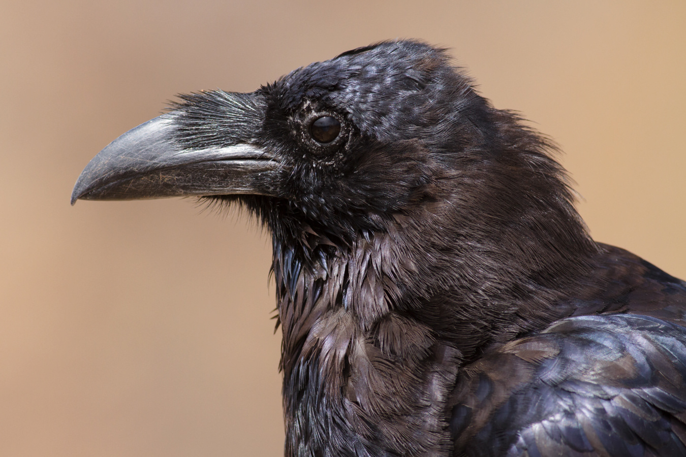 The endemic Corvus corax tingitanus, a smaller ubspecies of the European raven
