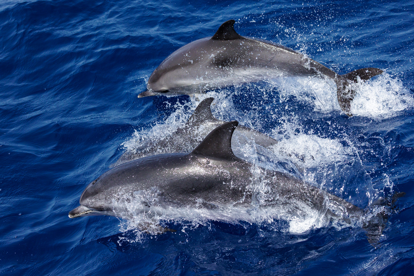 Atlantic spotted dolphins (Stenella frontalis), offshore of La Gomera