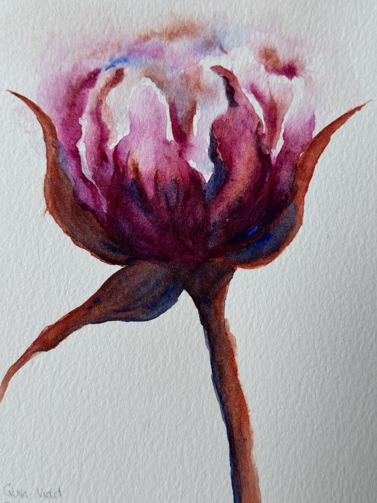 Peony 6, Watercolor