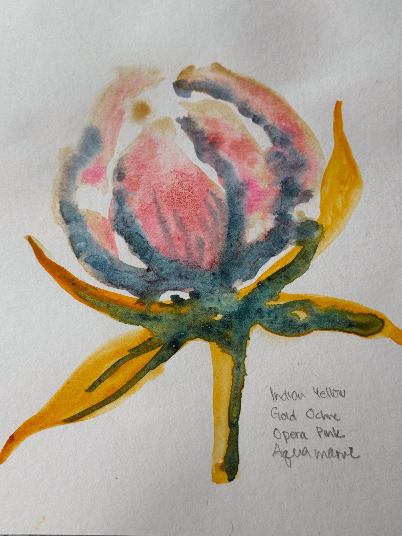 Peony 8, Watercolor