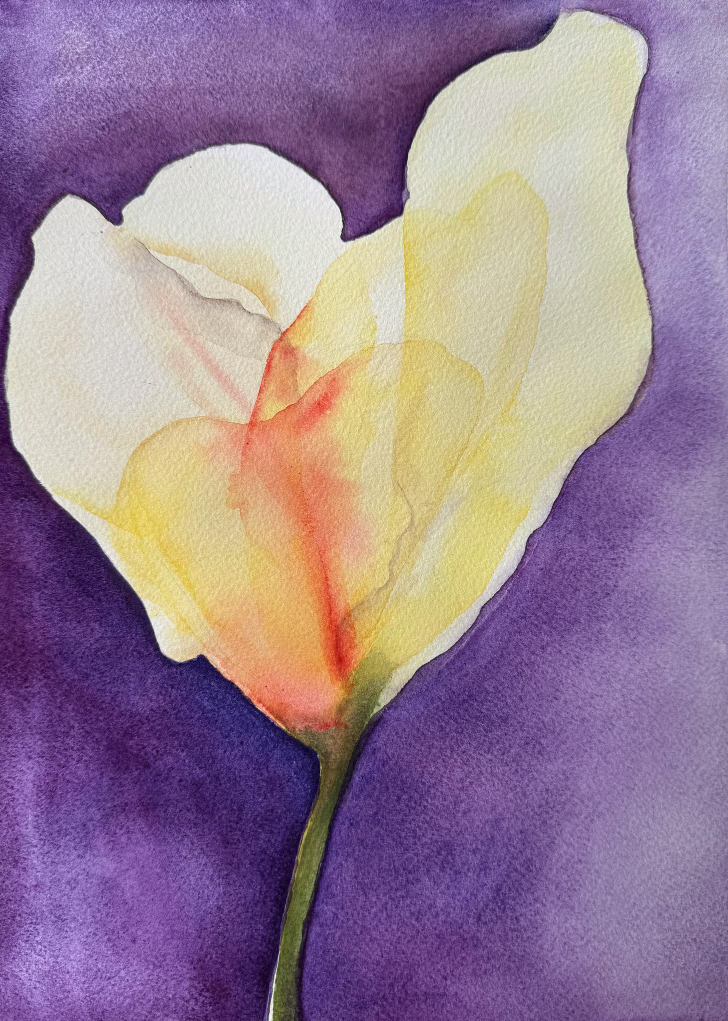 Tulip, Watercolor