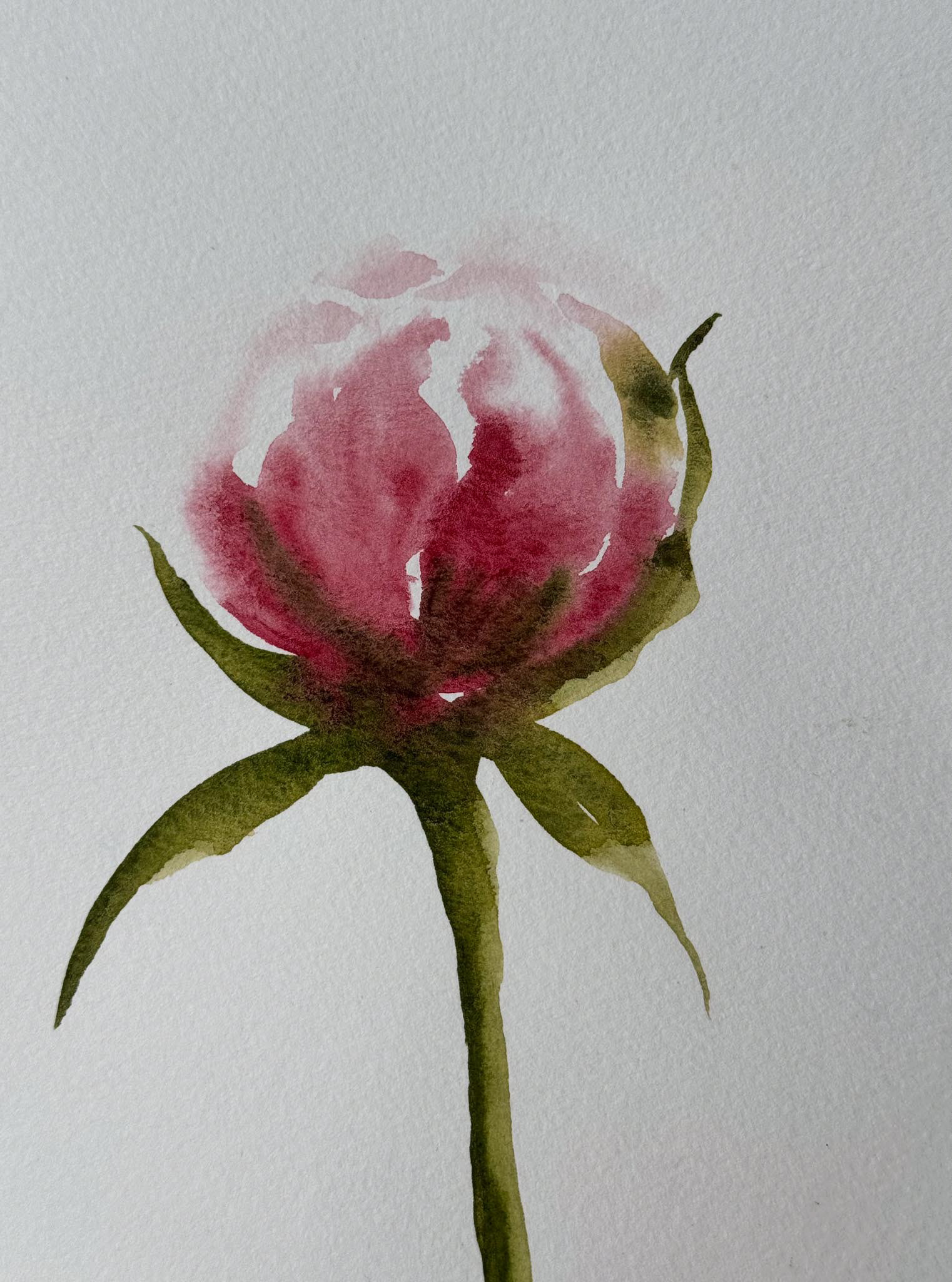 Peony 3, Watercolor
