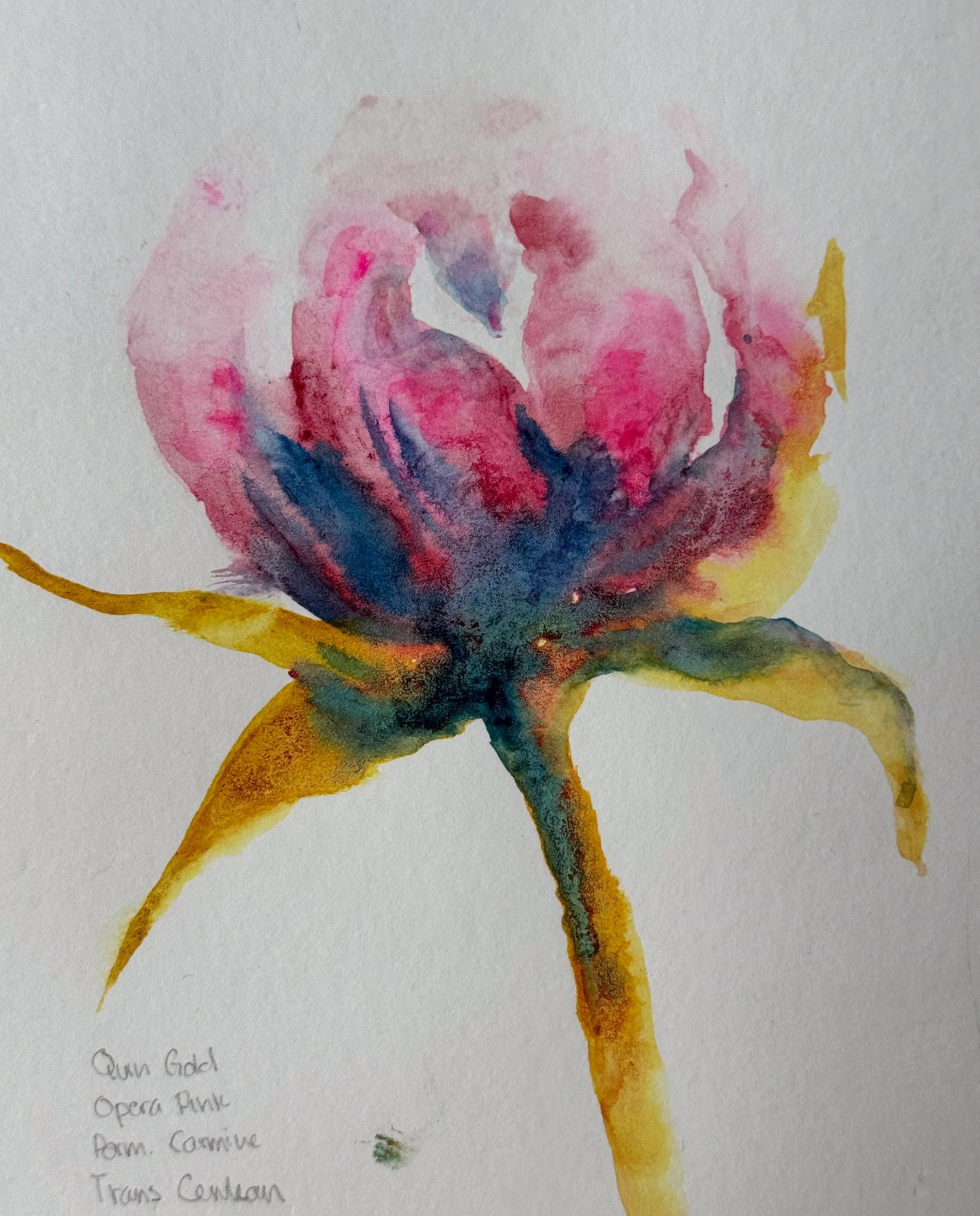 Peony 9, Watercolor