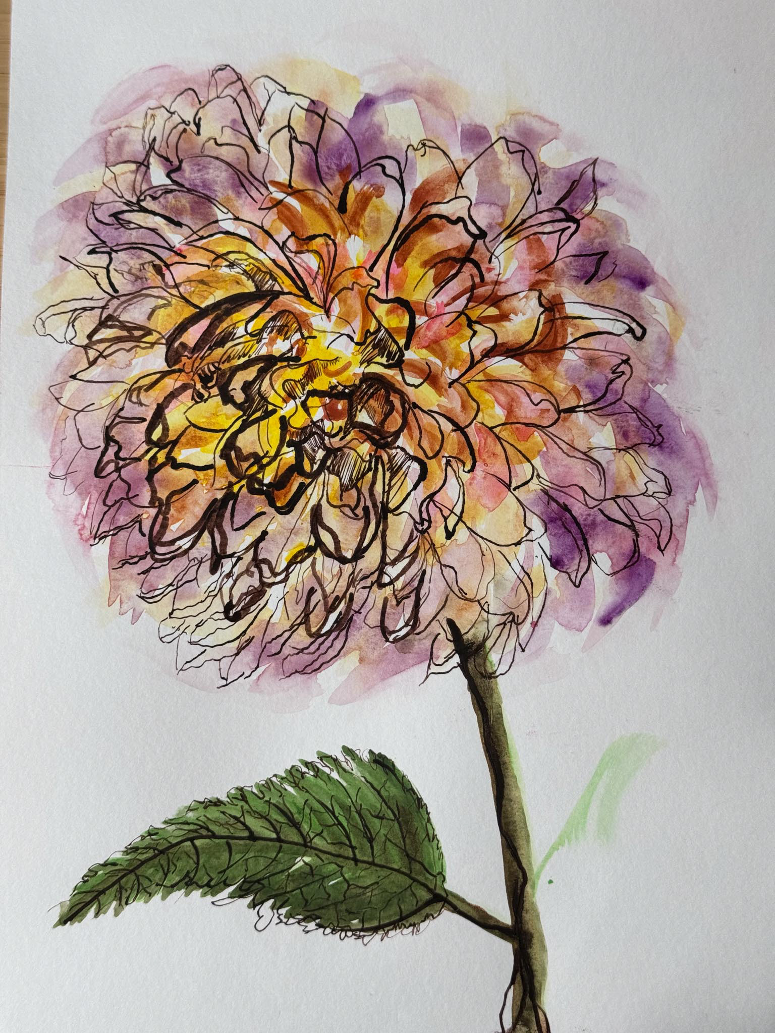 Dahlia 1, Ink & Watercolor