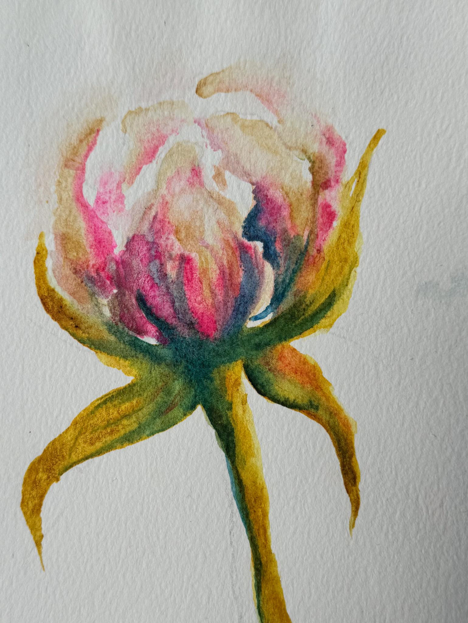 Peony 1, Watercolor 
