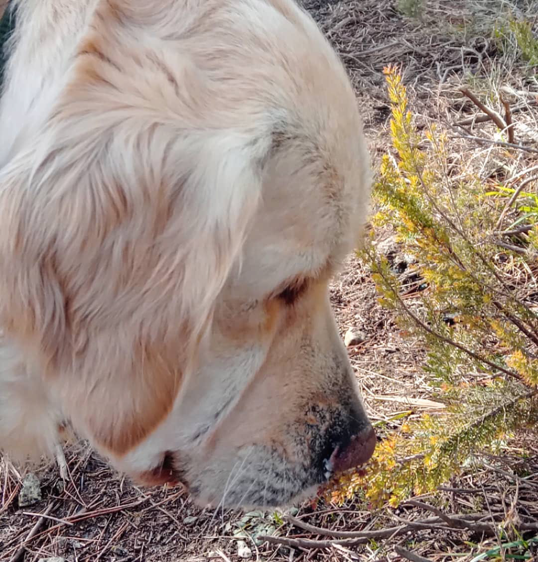 Nose Work