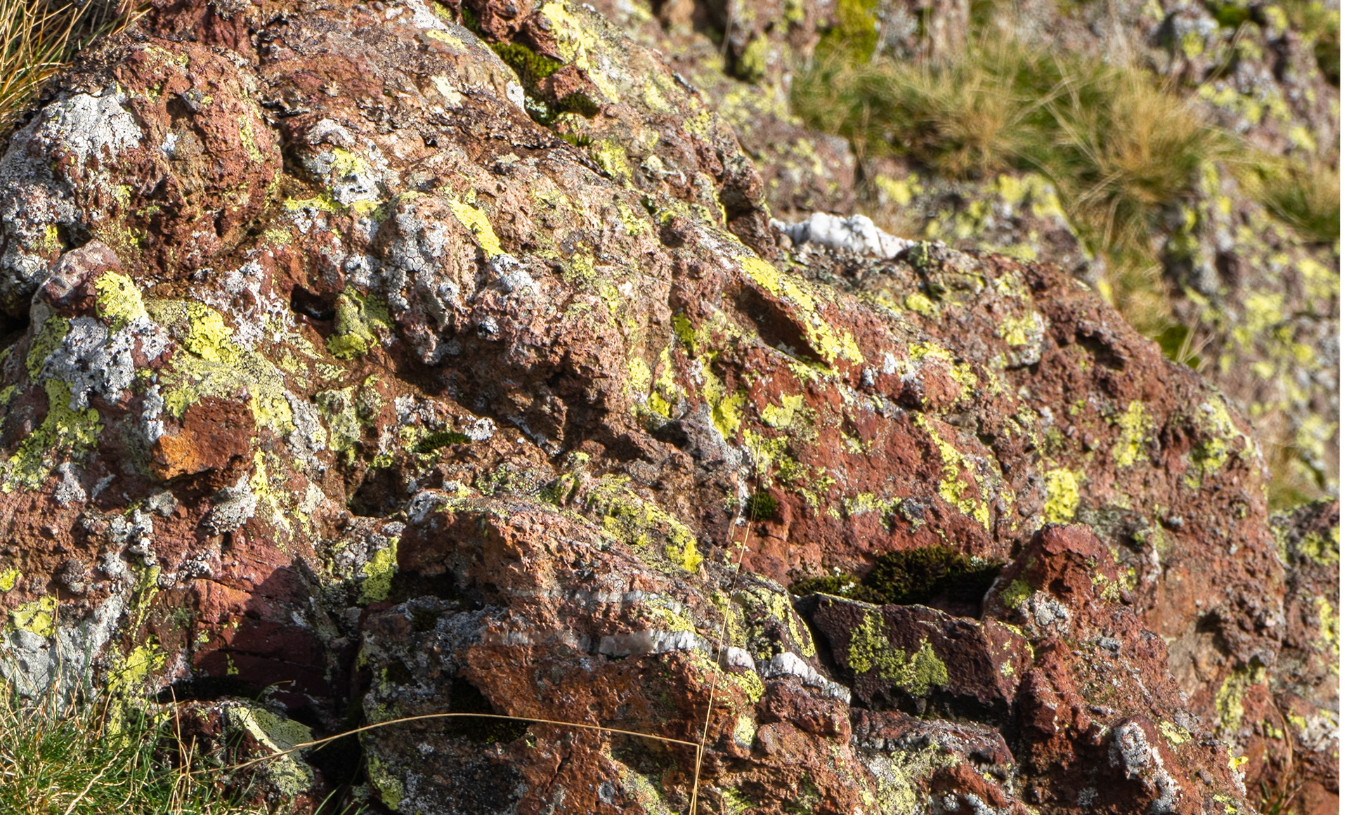 Lichen