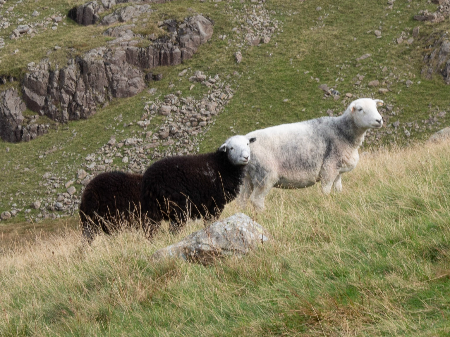 Herdwicks