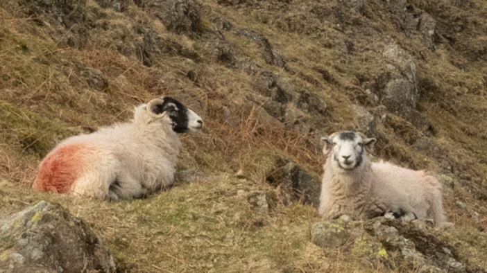 At Home on the Fells