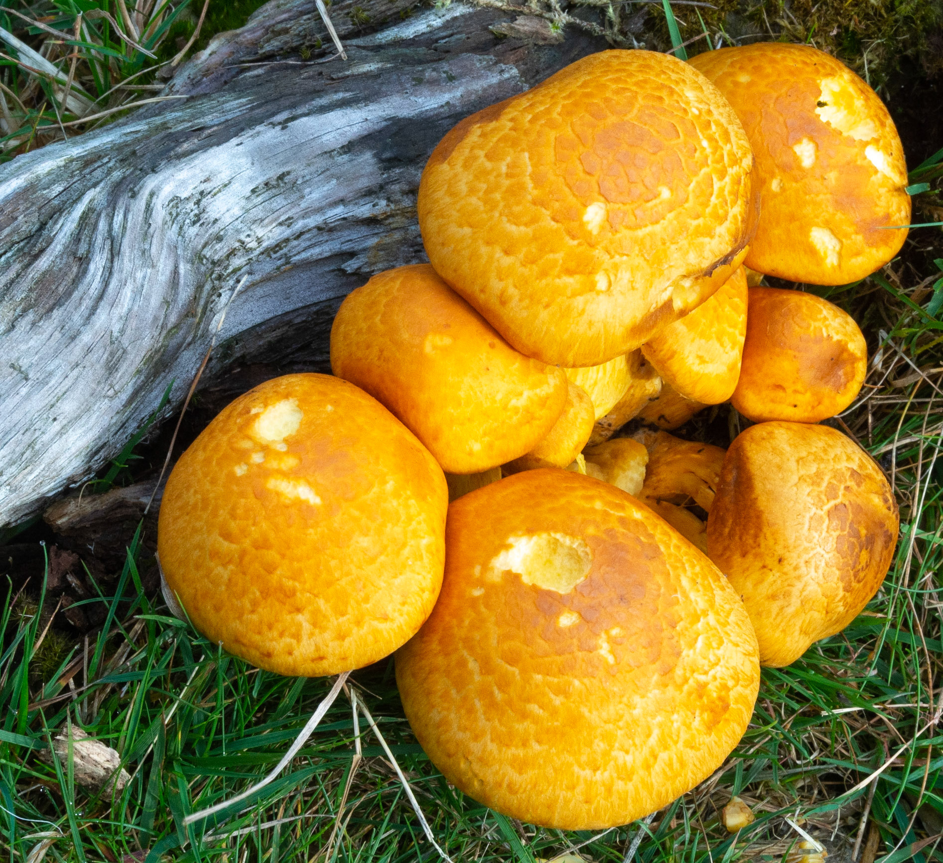 Fungi