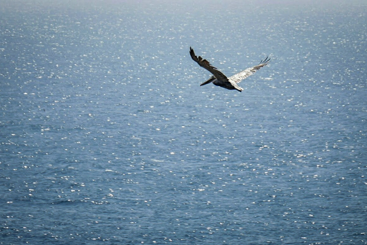Pelican