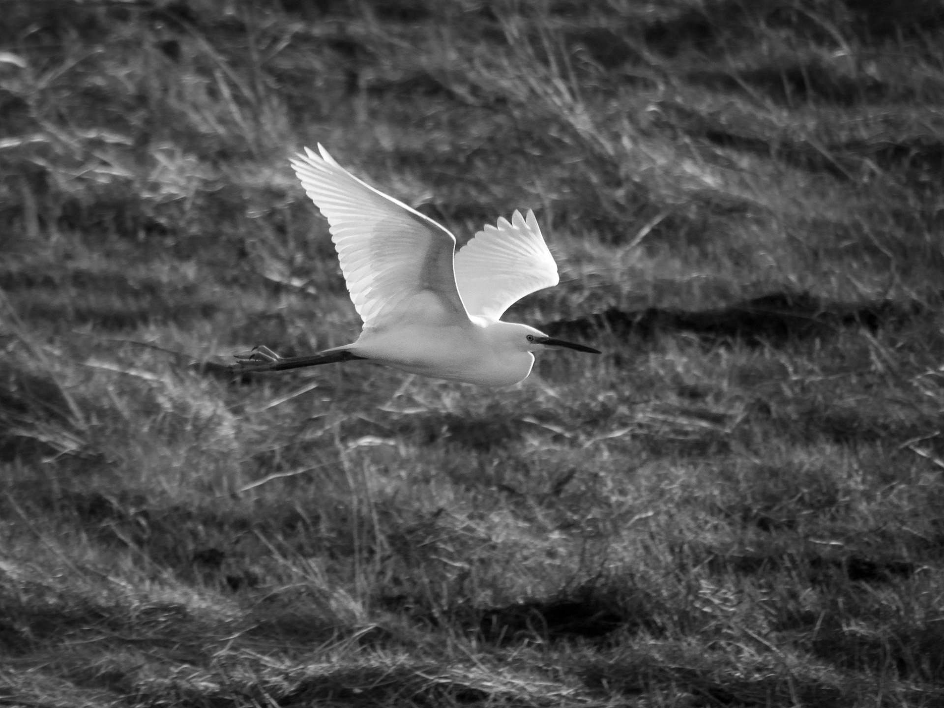 Little Egret