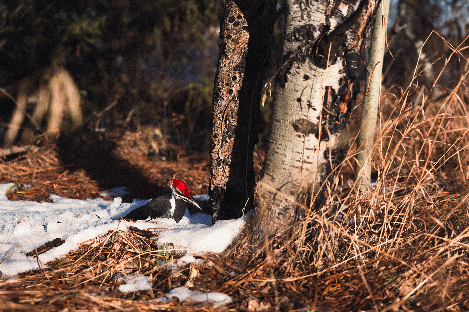 A wood pecker digs a hole for winter food.