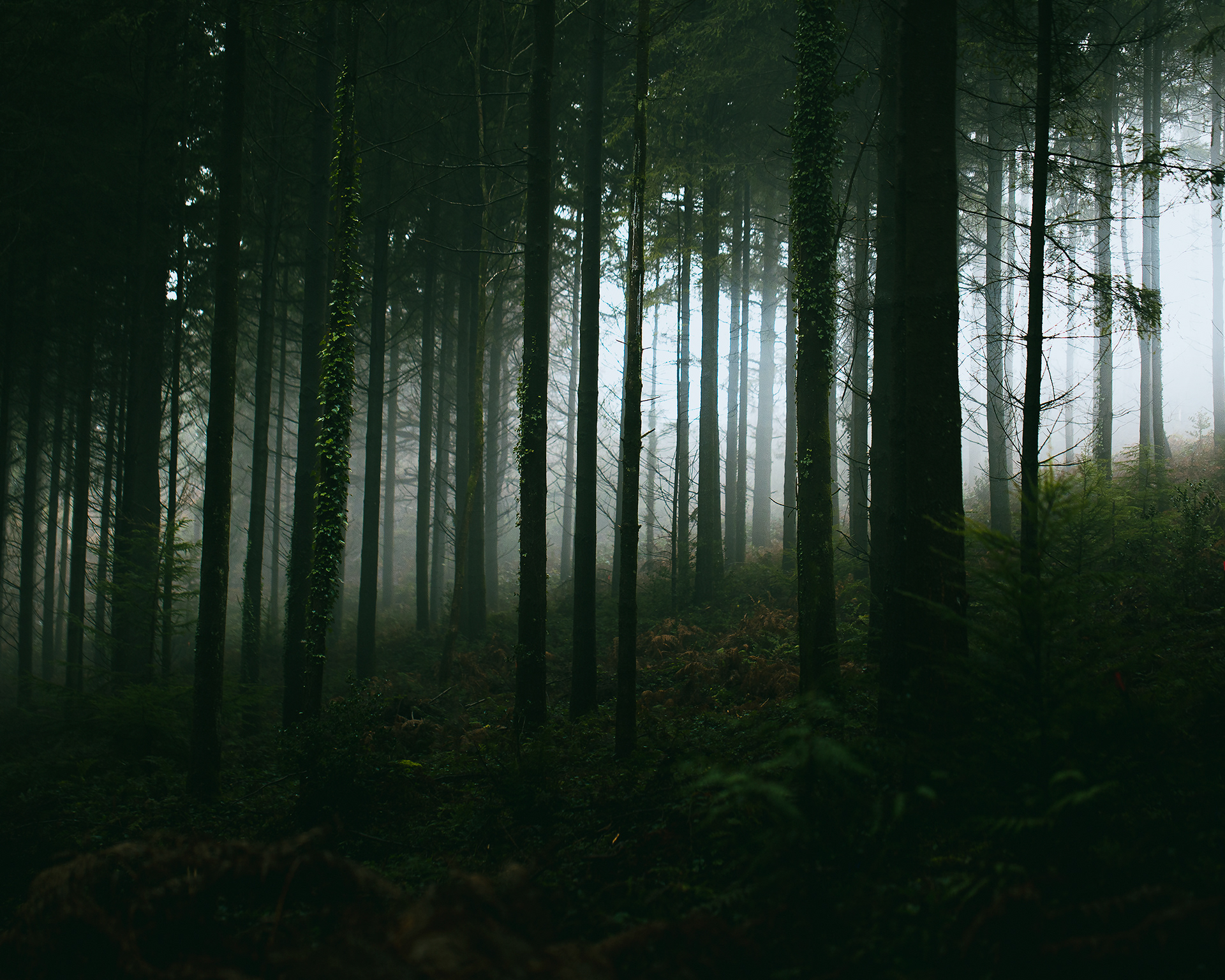 The Woods. I shot this image on New Year’s Eve at St Alfred’s Tower. We went on a wander through the woods with my younger cousins. It was an atmospheric morning with mist amongst the trees. We saw buzzards swooping over the damp grassland whilst we shared our leftover Christmas chocolates and cake, washed down by steaming coffee.