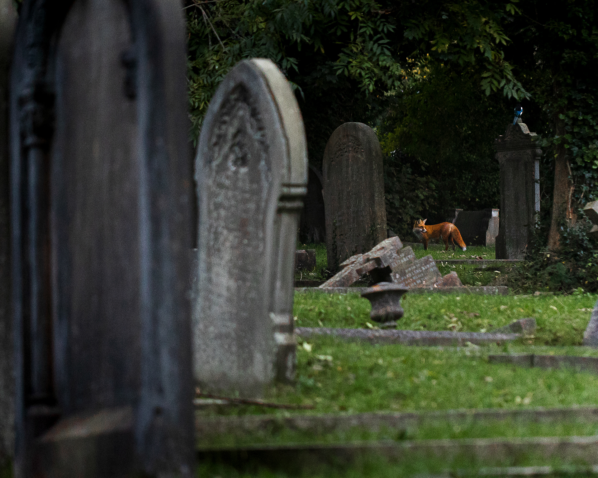 Headstone Hunter. Finding foxes in Bath isn’t hard. Just like any city, you merely must know where to look. Graveyards were first on my list of places to search, and after visiting a few, I decided to head to St James’ Cemetery. Low and behold, a man called Bob turned up and fed a skulk of foxes. Bob goes down every day but is very protective of the foxes, so I have been limited in my visits to be sure not to annoy Bob.