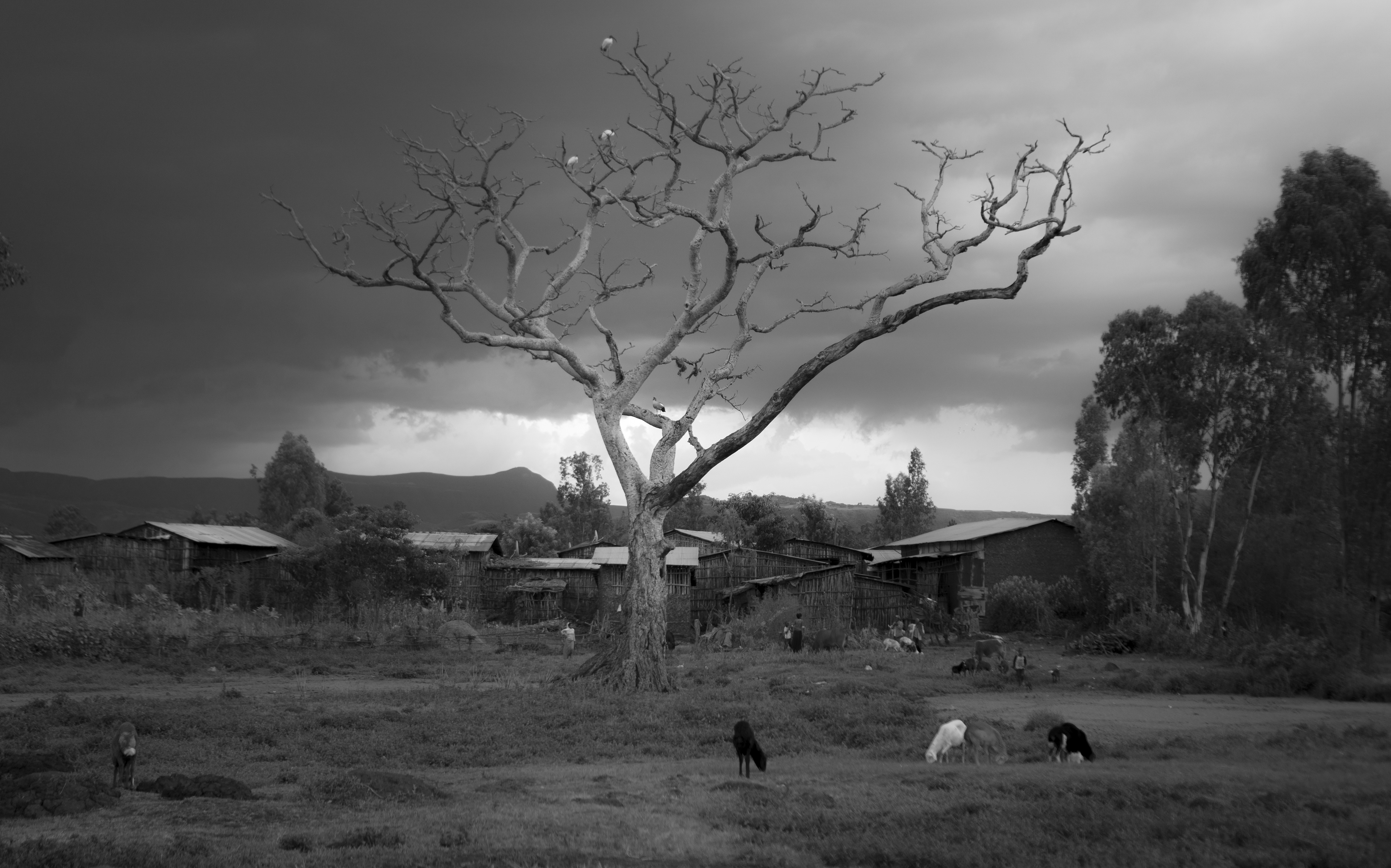 Sur les rives du Nil Bleu - Ethiopie