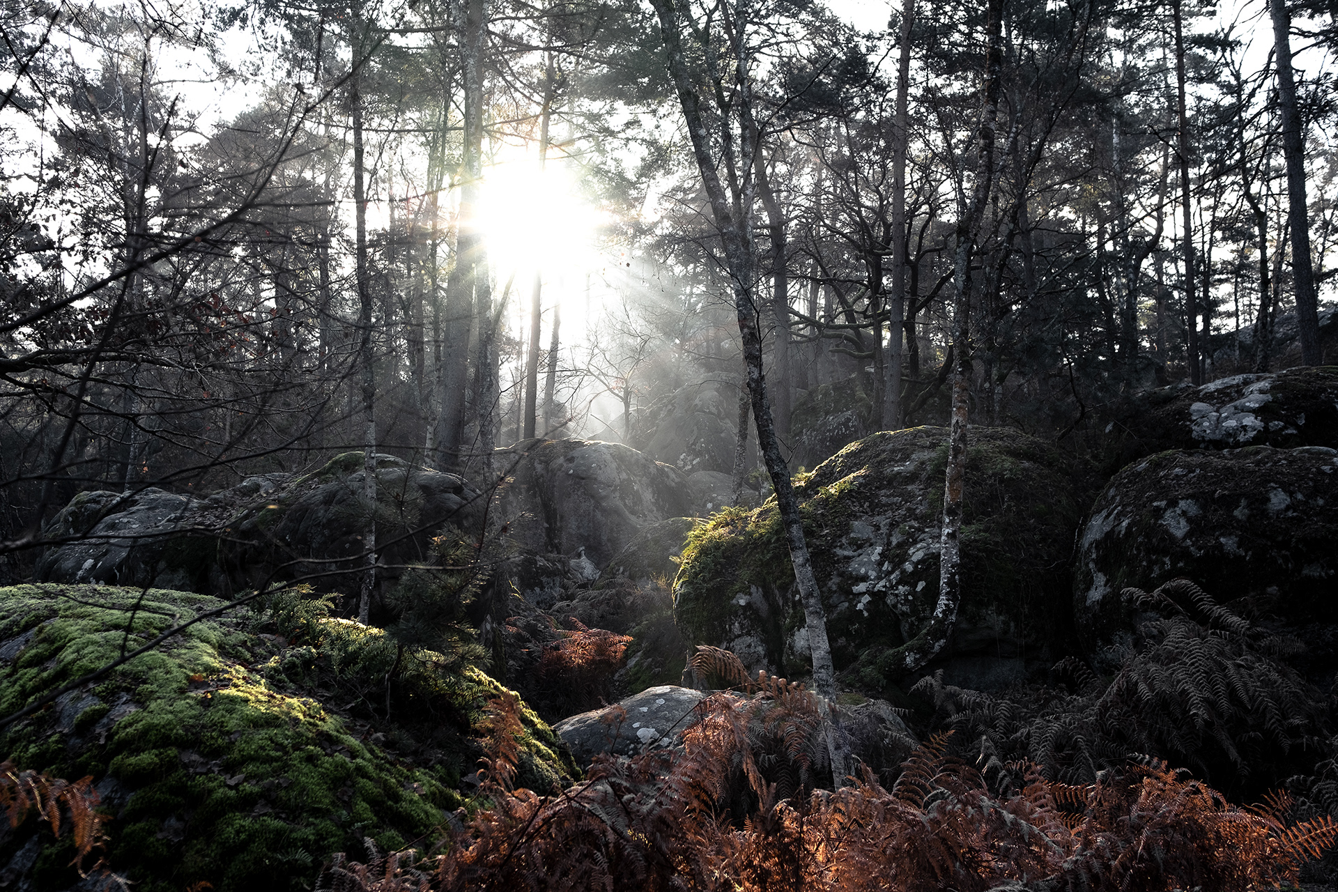 Forêt de Fontainebleau
