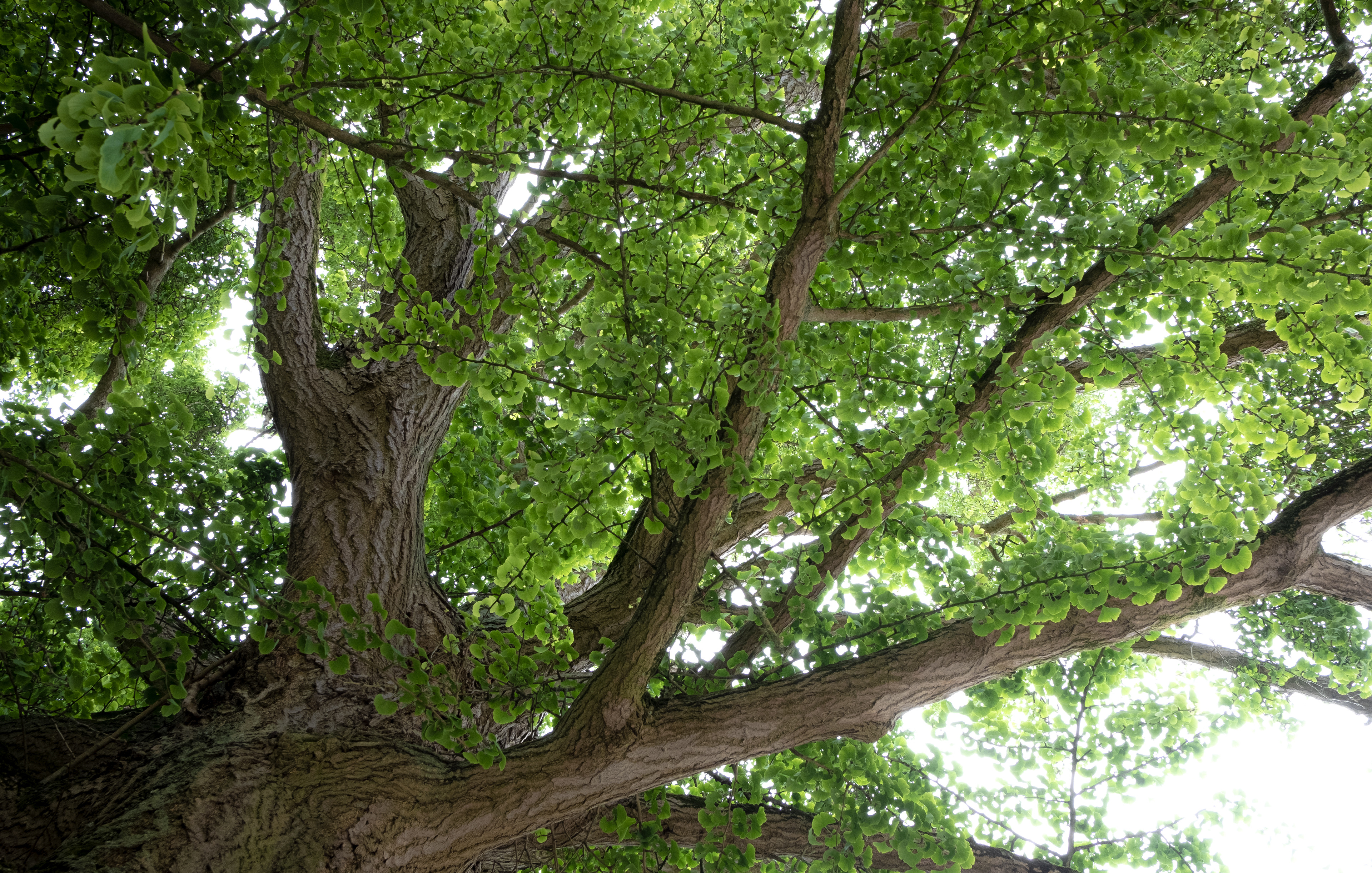 Jardin public de Saint-Omer