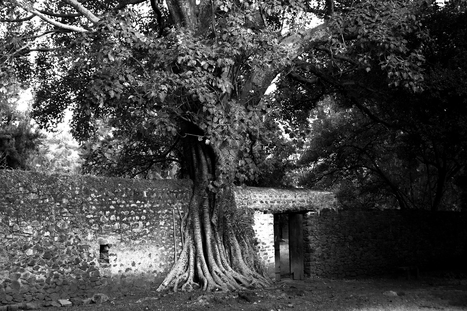 L'arbre des bains de Fasiladas
