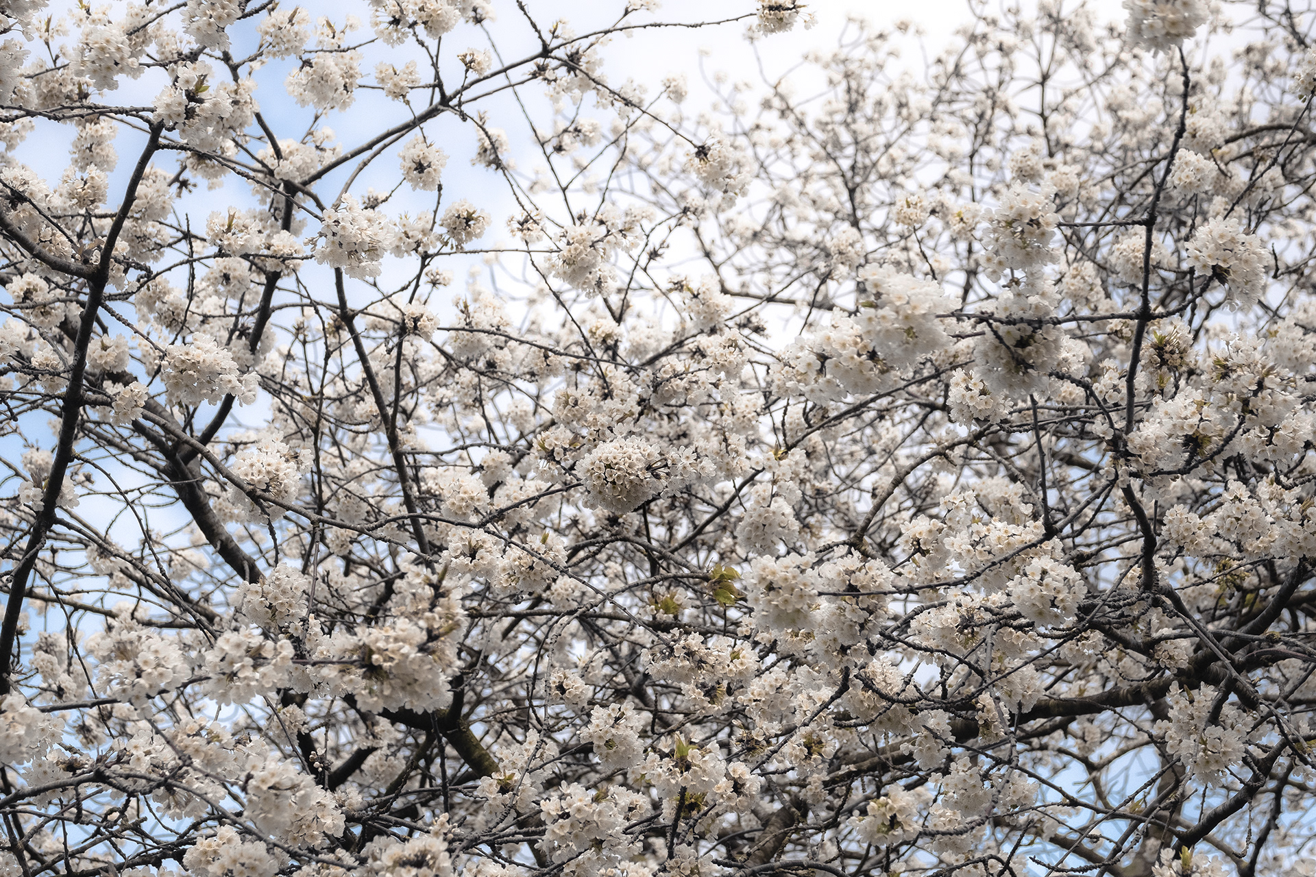 Prison de la motte Castrale - Saint-Omer