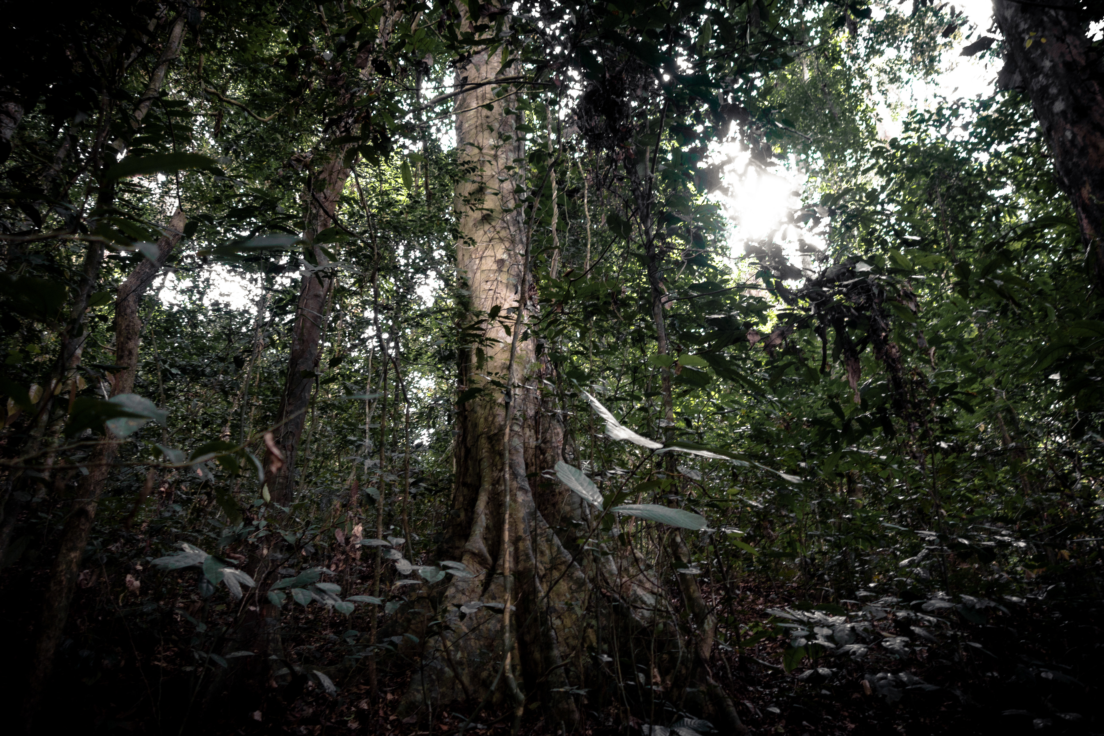 Forêt de Kakum - Ghana