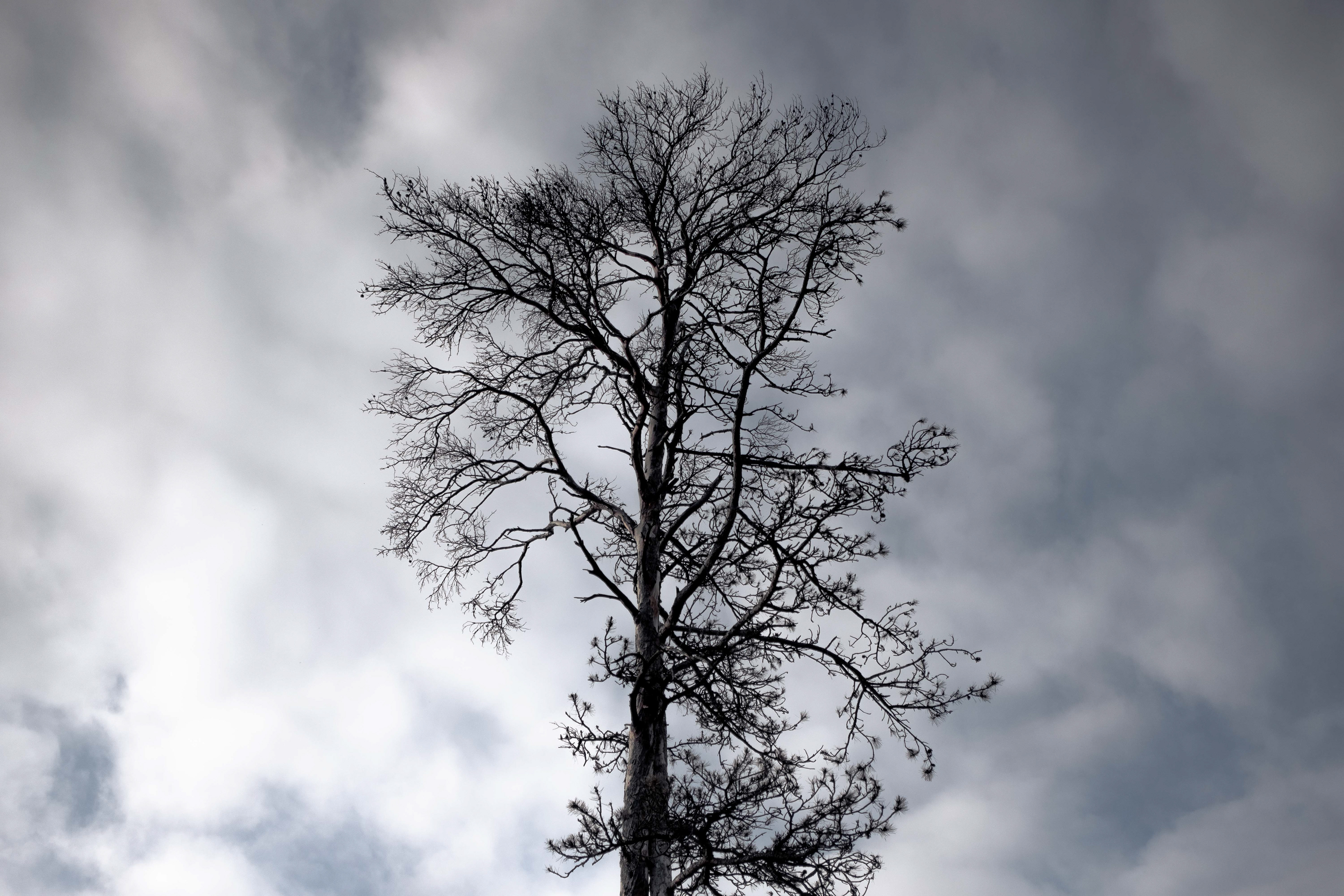 Forêt de Fontainebleau