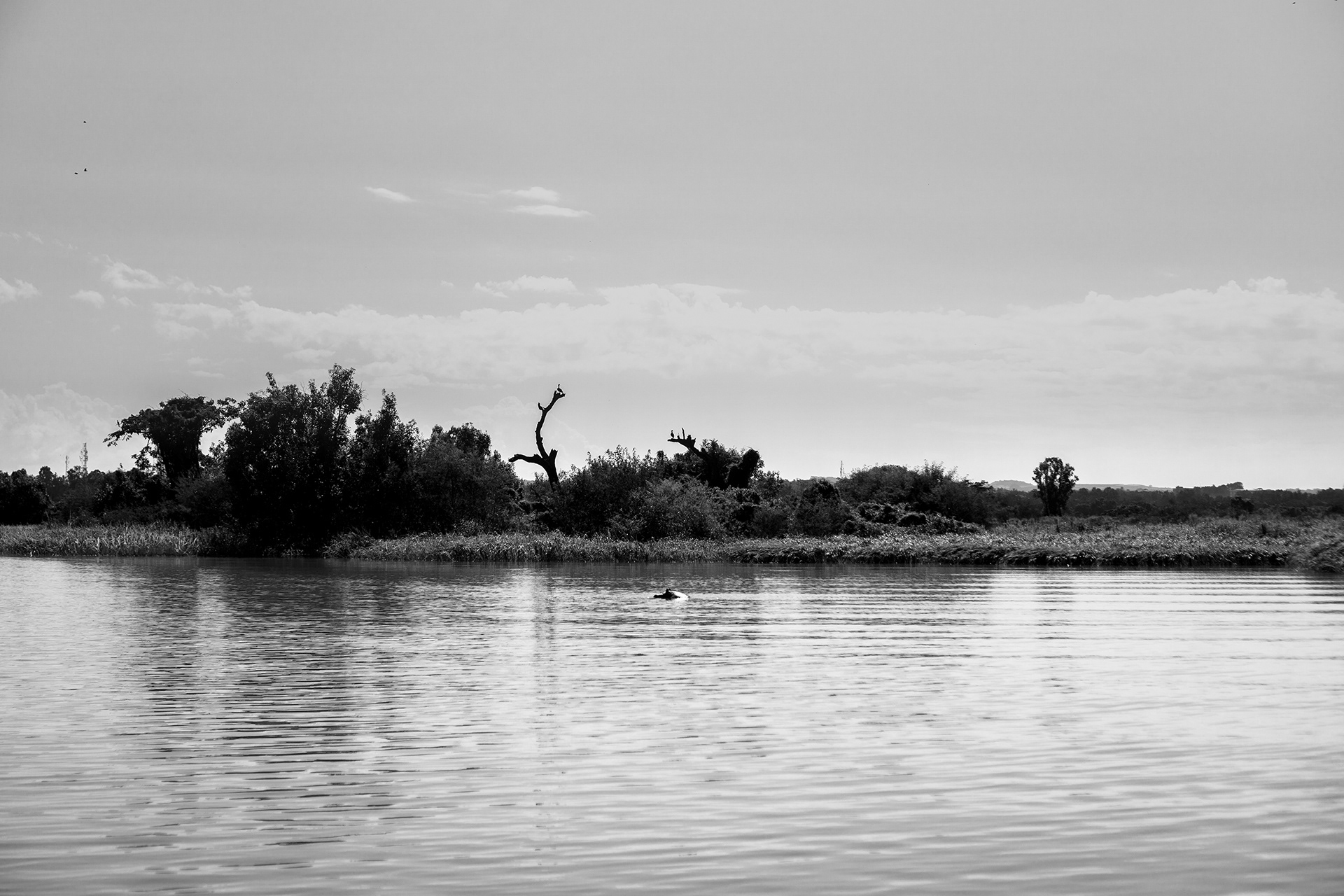 L'hippopotame du lac Tana