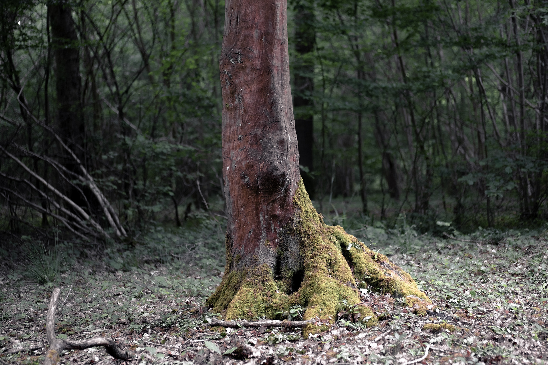 Forêt de Clairmarais