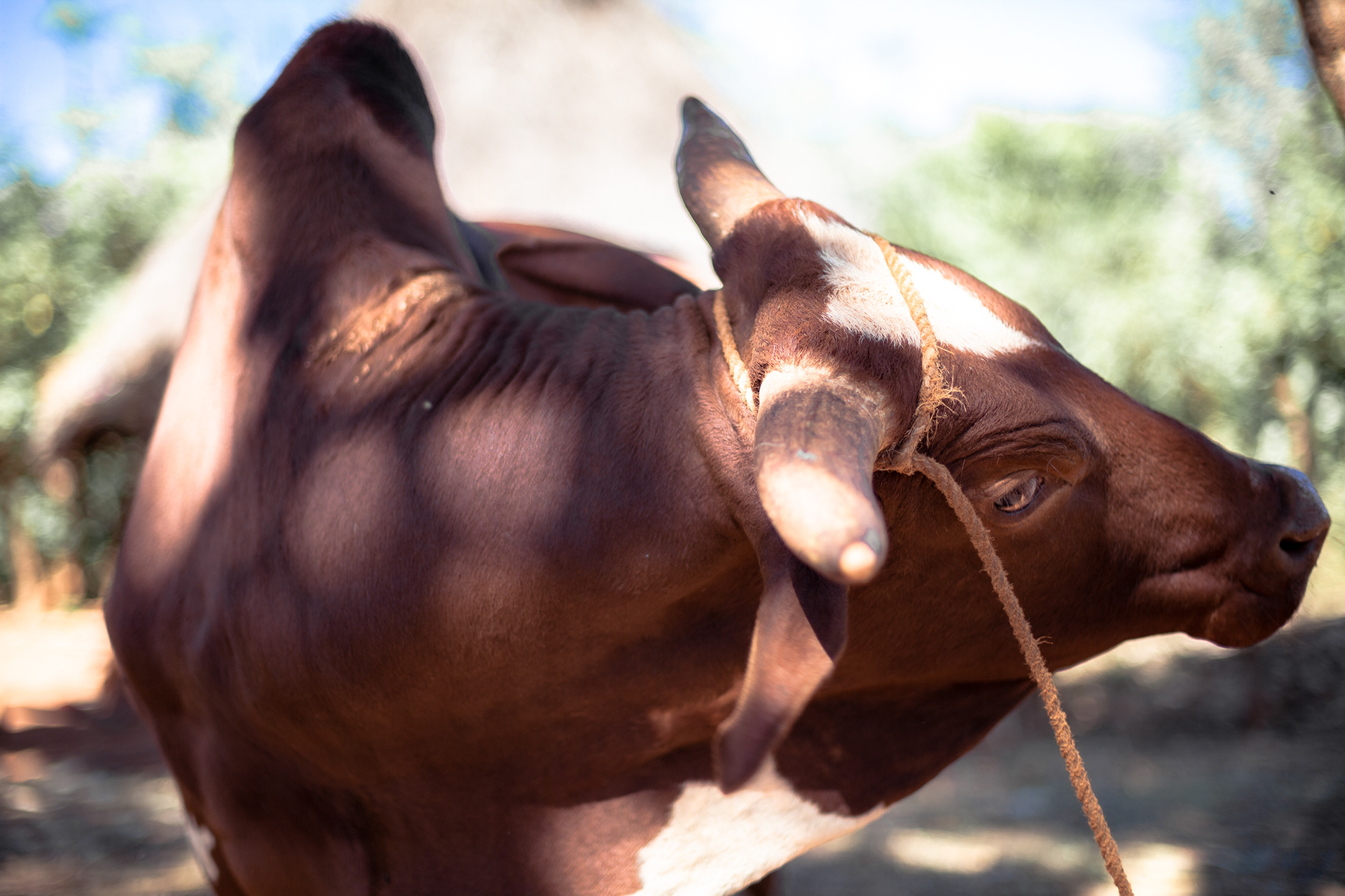 Vache - Ethiopie