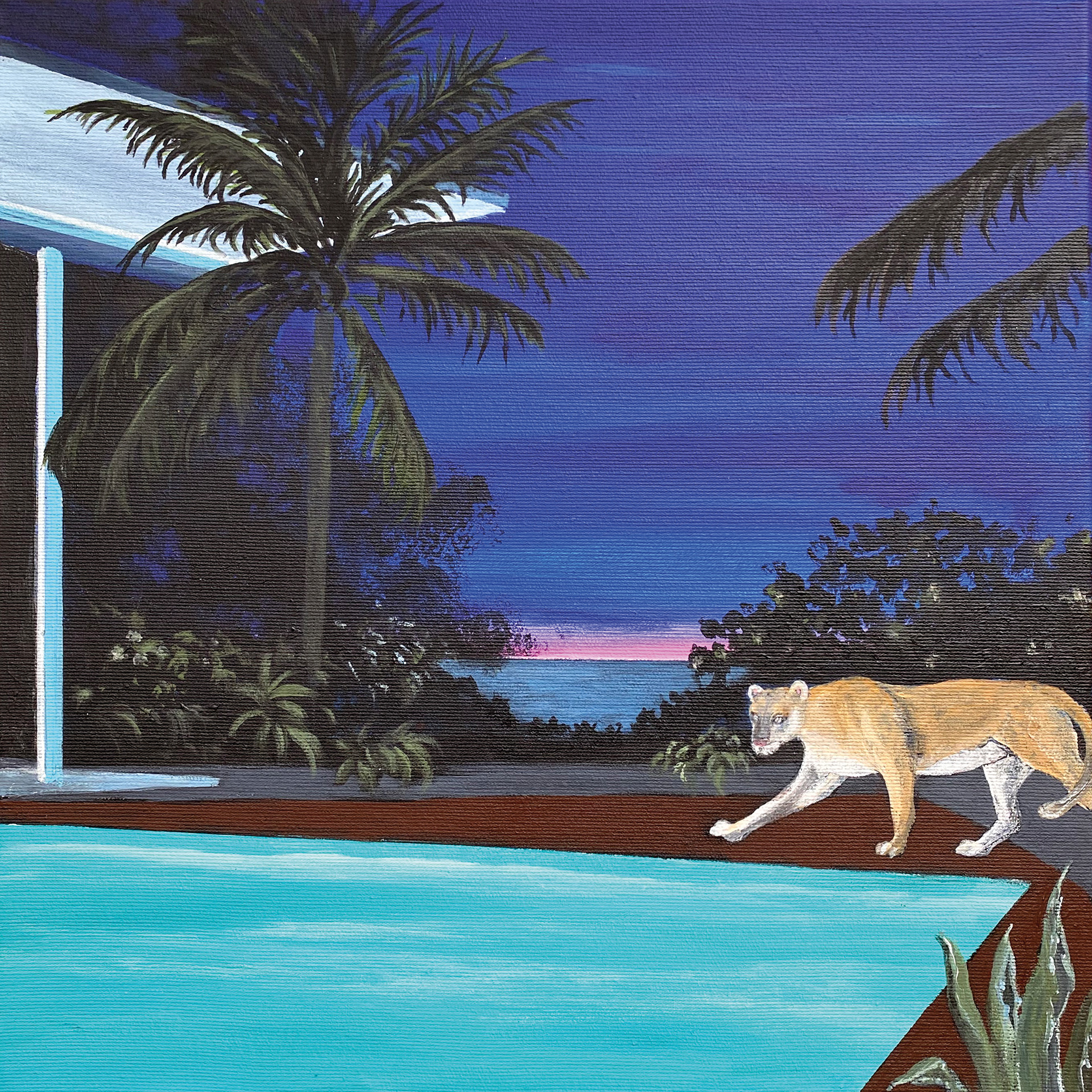 Cougars nightly visit 40 x 40 cm