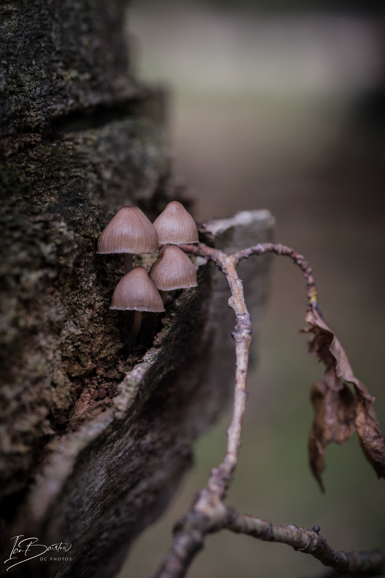 Brankley Pastures - Burton on Trent Monday 28th October 2024