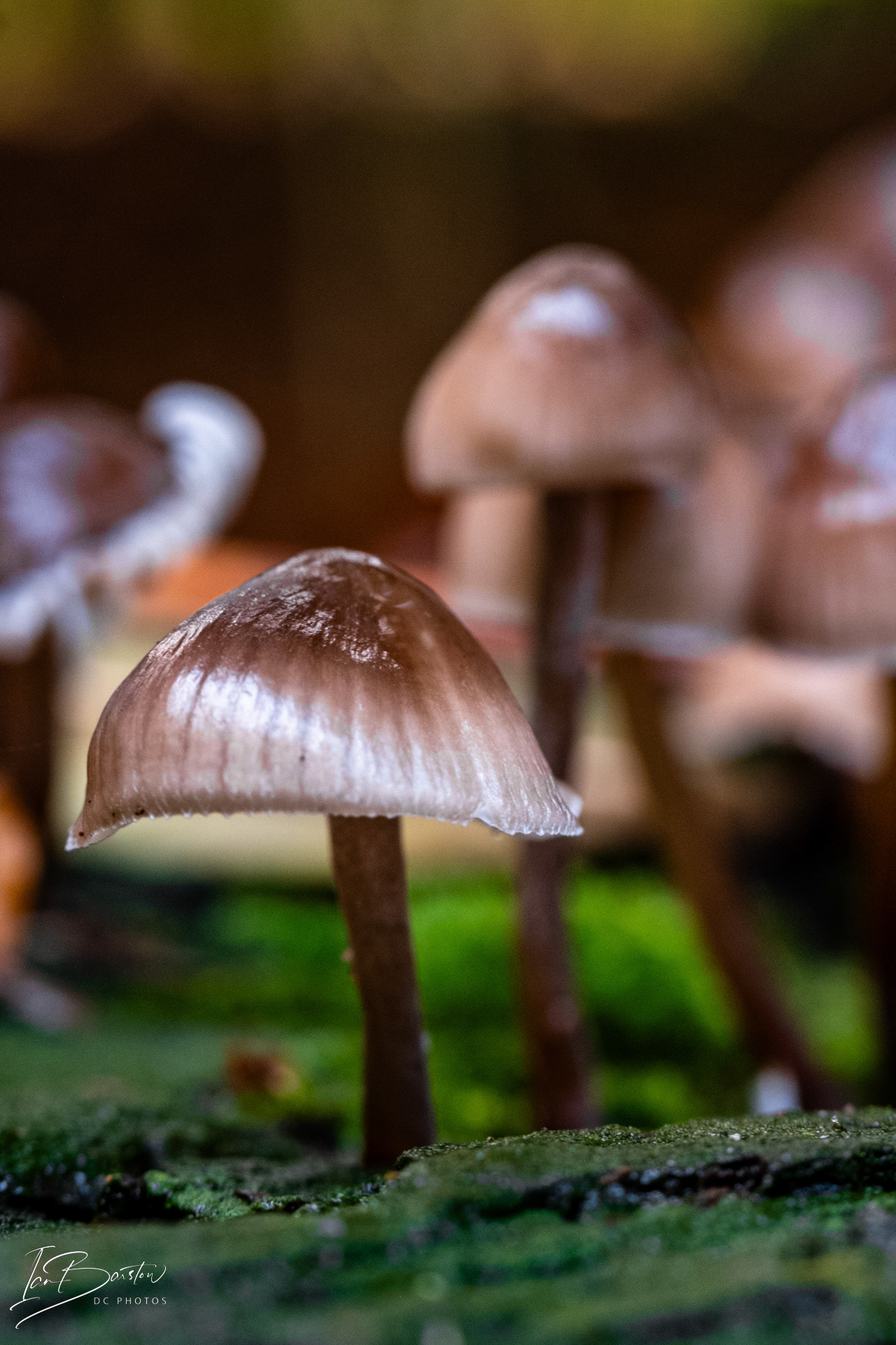 Brankley Pastures - Burton on Trent Monday 28th October 2024