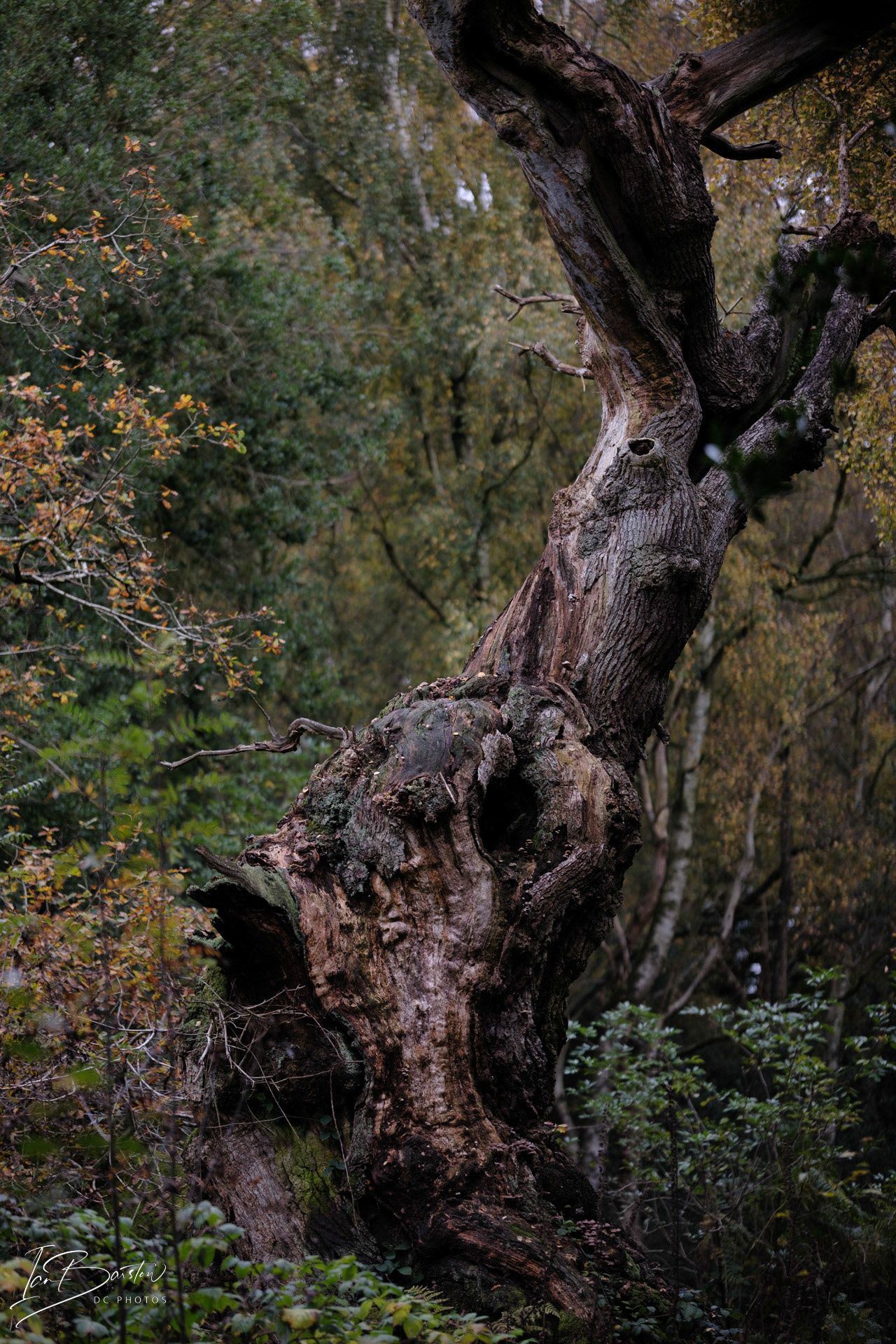 Brankley Pastures - Burton on Trent Monday 28th October 2024