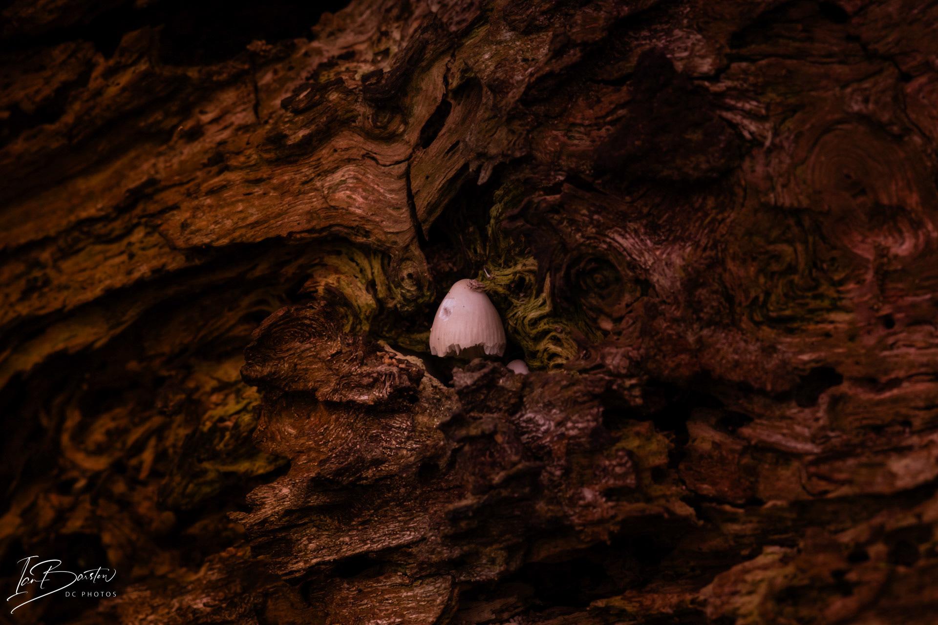 Brankley Pastures - Burton on Trent Monday 28th October 2024