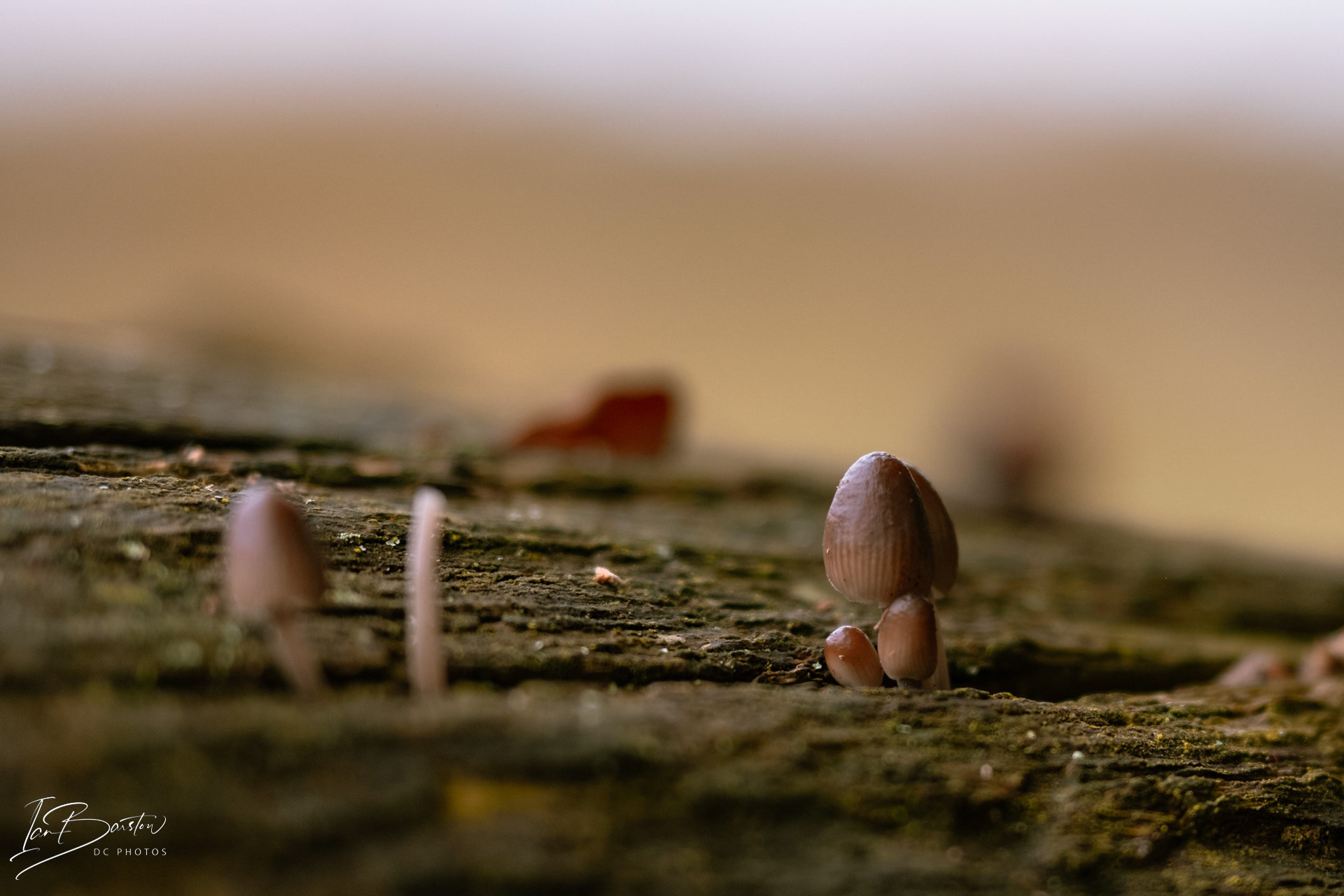 Brankley Pastures - Burton on Trent Monday 28th October 2024