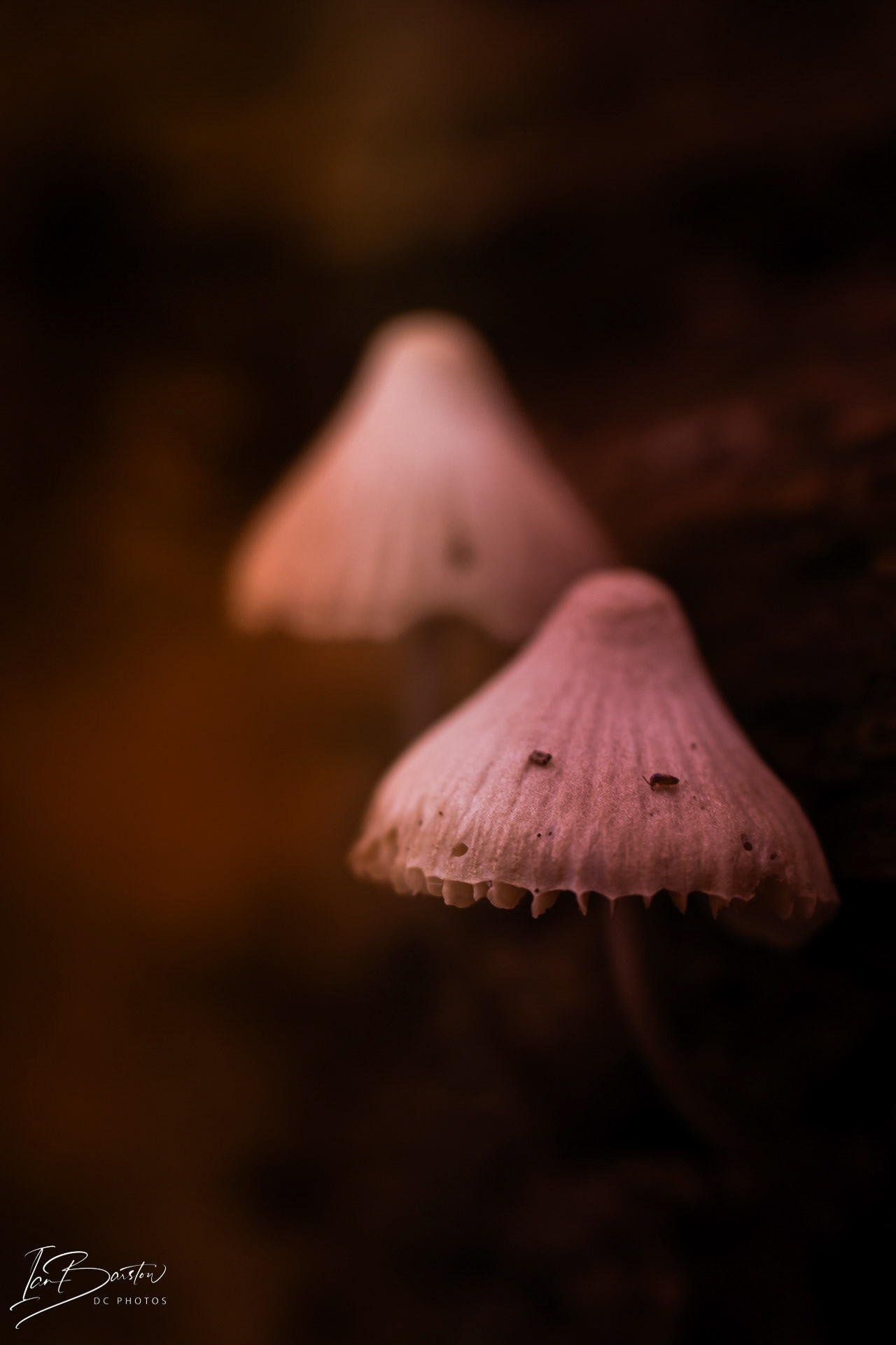 Brankley Pastures - Burton on Trent Monday 28th October 2024