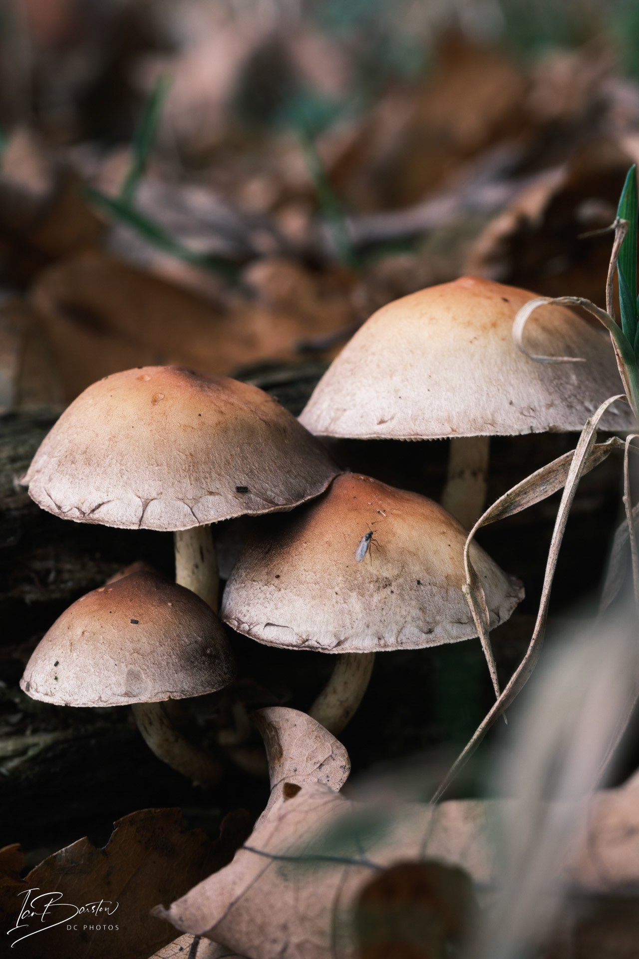 Brankley Pastures - Burton on Trent Monday 28th October 2024